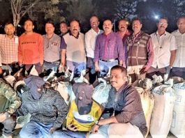 नाशिकध्ये ६०४ किलो वजनाची भांग जप्त