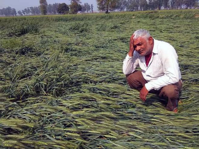 Nashik : नाशिक आणि जळगावच्या शेतकऱ्यांना शासनाचा मदतीचा हात