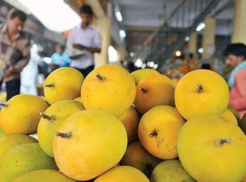 अवकाळीमुळे ‘हापूस’वर अवकळा