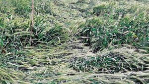 Unseasonal Rain : यवतमाळमध्ये अवकाळी पावसाचा हाहाकार! वादळीवार्‍यामुळे ५८० घरांचे नुकसान