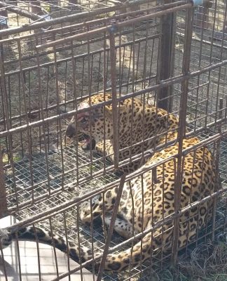 मुंबईच्या जंगलात ५४ बिबटे; १० वर्षात २३ ने वाढ