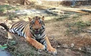 सिंधुदुर्गात वाघांची संख्या पोहोचली आठवर