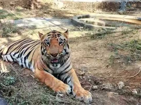 सिंधुदुर्गात वाघांची संख्या पोहोचली आठवर