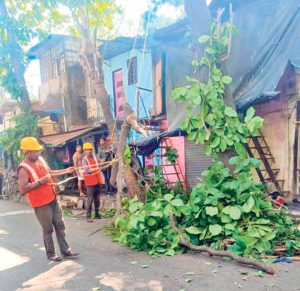 यंदा झाडांची पद्धतशीर छाटणी होणार
