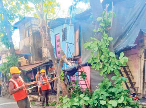 २४ हजार वृक्षांची पावसाळापूर्व छाटणी पूर्ण