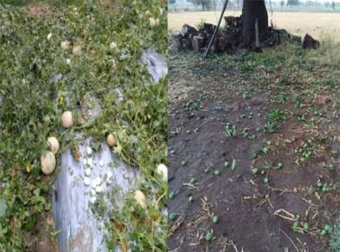नैसर्गिक आपत्तीचा विदर्भ आणि मराठवाड्याला फटका