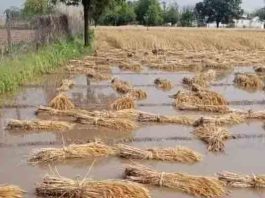 अवकाळीमुळे बळीराजाच्या चेहऱ्यावर अवकळा