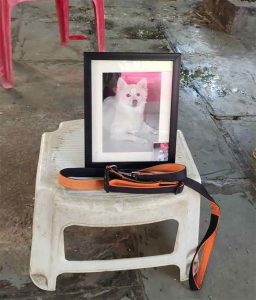 ठाण्यात पार पडलं कुत्र्याचं वर्षश्राद्ध!