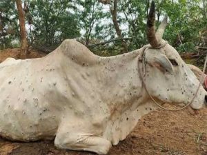 लम्पी आजाराने ग्रस्त जनावरांच्या संख्येत वाढ