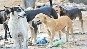 भटक्या कुत्र्यांना खाऊ घालणाऱ्यांना रोखले, तर होणार गुन्हा दाखल