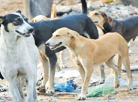 कुत्र्याच्या त्रासाला कंटाळून शेजारच्या कुटुंबाला मारहाण