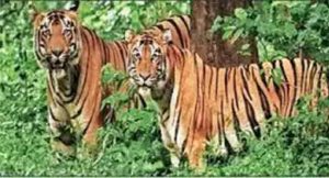 वाघांचे अपघाती मृत्यू रोखण्यासाठी कडक उपाययोजना करण्याचे निर्देश