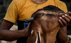 Bakri Eid: बकरी ईदच्या कुर्बानीवरुन उच्चभ्रु सोसायटीत वाद