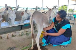 गाढविणीच्या चमचाभर दुधासाठी मोजावे लागतात तब्बल १०० रूपये