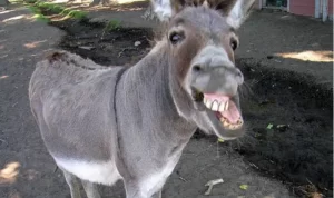 Pakistan's Donkey: पाकिस्तानवर गाढवं विकण्याची वेळ! तीही चीनला…