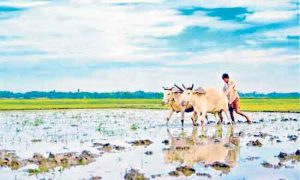 NAMO Shetkari Yojana : महायुतीची यशस्वी घोडदौड; नमो शेतकरी महासन्मान निधी योजनेला मंत्रिमंडळाची मंजुरी