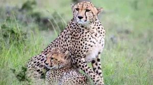 Cheetah project: चित्त्यांच्या मृत्यूबाबत आली धक्कादायक माहिती समोर!