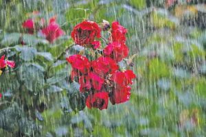 Poems and Riddles : पाऊस झेलूया कविता आणि काव्यकोडी