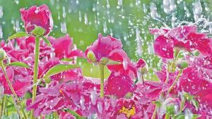 Rain poems : काव्यरंग