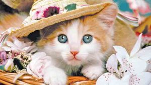 Cunning Cat : लबाड मांजर