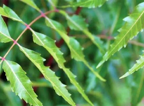 Health: रिकाम्या पोटी करा कडुनिंबाचे सेवन, होतील जबरदस्त फायदे