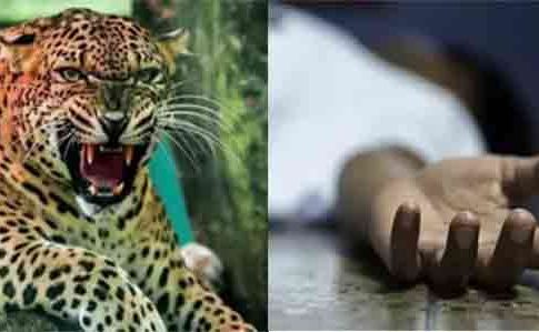 Dhule Leopard news : धुळ्यातील मोघण शिरुड गावात बिबट्याचा उच्छाद