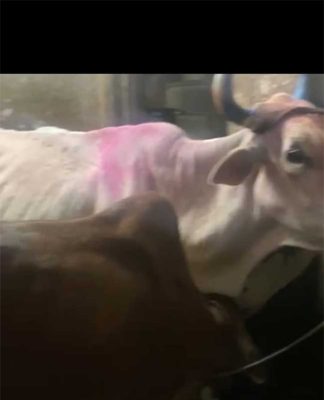 गोहत्या रोखण्यासाठी व्यवस्थेची बसली दातखीळ