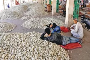 Garlic : कांदा, टोमॅटोनंतर आता लसणाचे राजकारण!