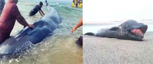 Baby Whale Ganpatipule : गणपतीपुळ्याजवळ सापडलेल्या बेबी व्हेलचा दुर्दैवी अंत