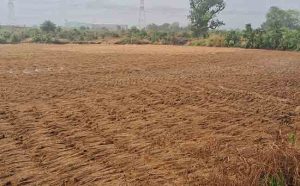परतीच्या पावसाने भातपिके उद्ध्वस्त, बळीराजा आर्थिक अडचणीत