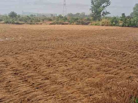परतीच्या पावसाने भातपिके उद्ध्वस्त, बळीराजा आर्थिक अडचणीत