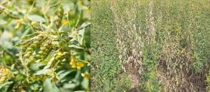 Fungus disease : तुरीच्या पिकावर बुरशीजन्य रोगाचा प्रादुर्भाव; शेतकरी पुन्हा चिंतेत