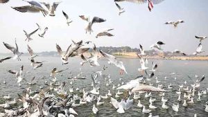 Birds : जग पक्ष्यांचे...