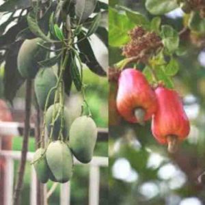 थ्रिप्सचा ॲटॅक; आंबा, काजू कोमेजला...!