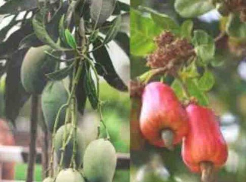 थ्रिप्सचा ॲटॅक; आंबा, काजू कोमेजला...!