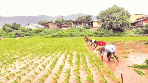 farmer scheme : शेतकऱ्यांना 'या' तीन योजना ठरताहेत वरदान; होणार चांगला फायदा