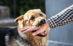 Dog bite : पेणमध्ये एका दिवसात ४८ जणांचा कुत्र्याने घेतला चावा