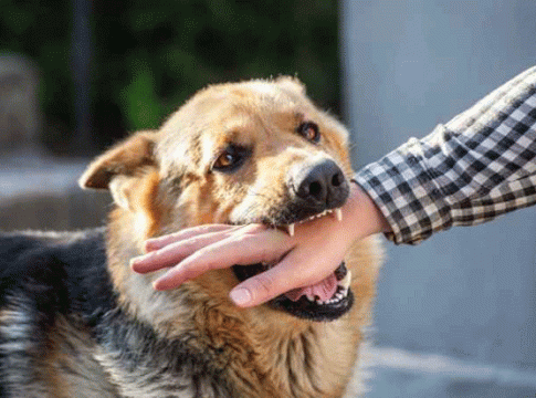 Dog bite : पेणमध्ये एका दिवसात ४८ जणांचा कुत्र्याने घेतला चावा