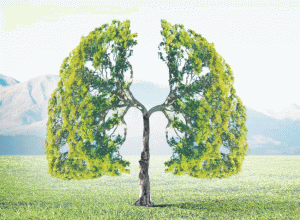 Trees : झाडांचे फायदे