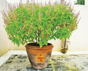 वास्तुुशास्त्रानुसार, 'या' तीन गोष्टी घरात ठेवल्यास घरात सुख-समृद्धी नांदेल आणि होईल आर्थिक भरभराट