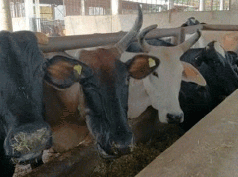Bhandara News : भंडाऱ्याच्या बळीराम गौशाळेत चारा पाण्याविना ३० जनावरांचा मृत्यू!