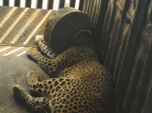 Dhule Leopard : तहानलेला मादी बिबट्या पाणी शोधत असताना मानच हंड्यात अडकली!
