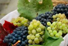Nashik Grapes : नाशिकच्या द्राक्षांची सातासमुद्रापार झेप ! शेतमालाची निर्यात २७ हजार कोटींवर