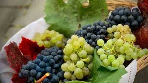 Nashik Grapes : नाशिकच्या द्राक्षांची सातासमुद्रापार झेप ! शेतमालाची निर्यात २७ हजार कोटींवर