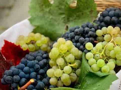 Nashik Grapes : नाशिकच्या द्राक्षांची सातासमुद्रापार झेप ! शेतमालाची निर्यात २७ हजार कोटींवर
