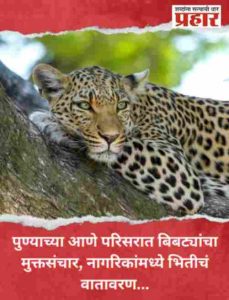 पुण्याच्या आणे परिसरात बिबट्यांचा मुक्तसंचार, नागरिकांमध्ये भितीचं वातावरण...