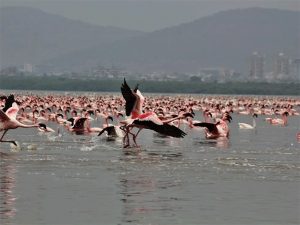Flamingo birds death : घाटकोपर पूर्व परिसरात अचानक २५ ते ३० फ्लेमिंगोंचा मृत्यू!