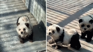 China panda news : अशी ही बनवाबनवी! प्राणिसंग्रहालयात पांडा नव्हते म्हणून कुत्र्यांना दिला काळा-पांढरा रंग