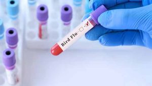 Bird Flu : धोक्याची घंटा! कोरोनानंतर जगभरात बर्ड फ्लूचे थैमान