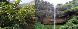 Pandavkada Falls : पांडवकडाच्या पायथ्याशी फुलली वनराई!